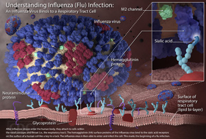 influenza-virus-fulltext-sm